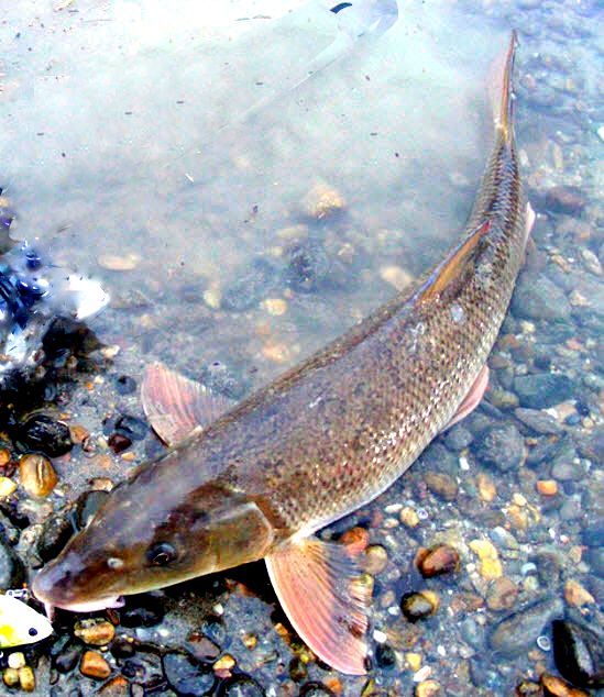 Luciobarbus sclateri_03.jpg